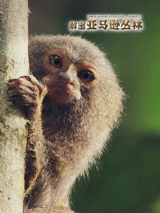 解密亚马逊丛林