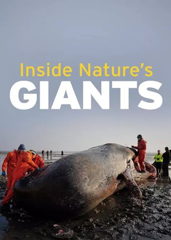 解剖巨型动物 1